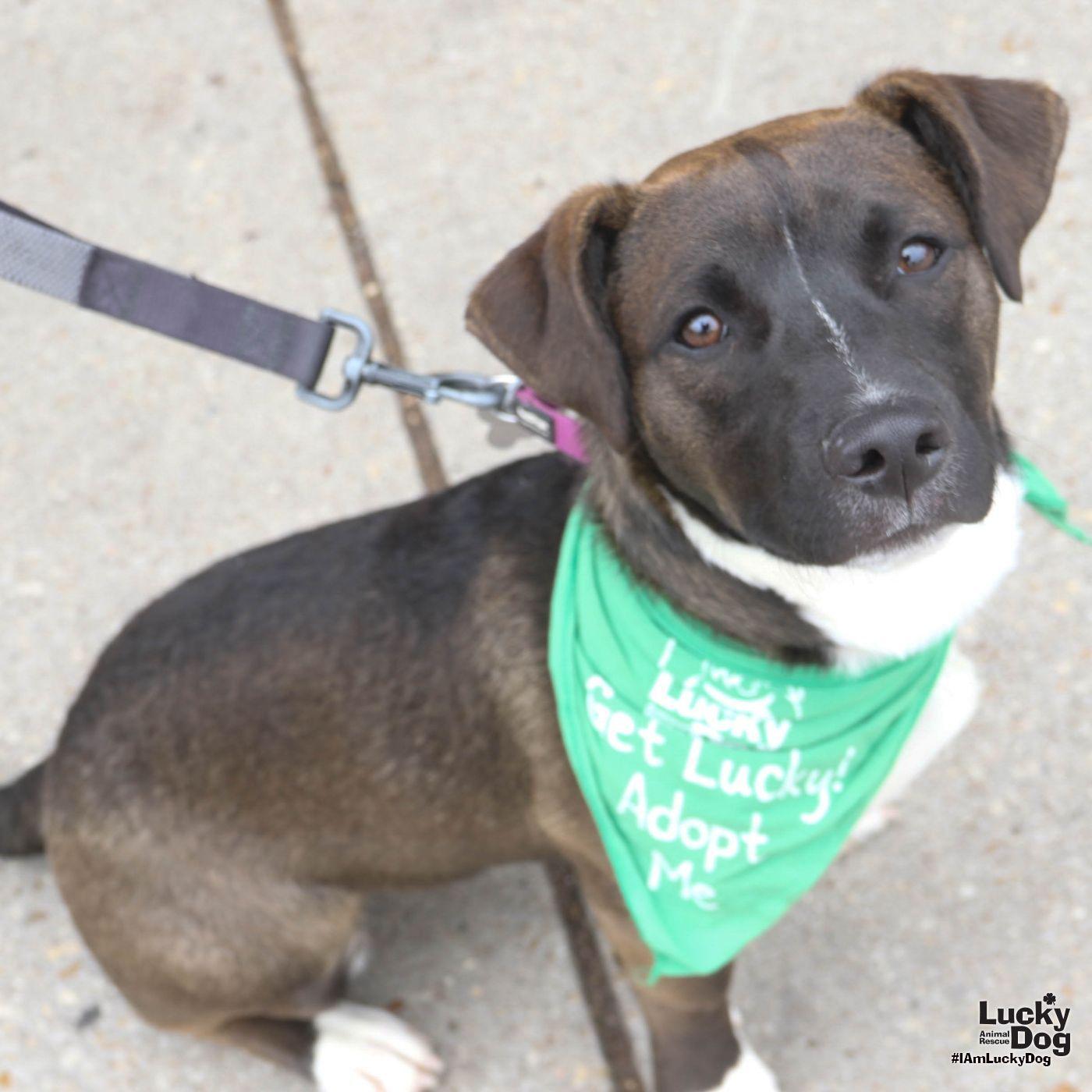 Carter, Adoptable, Puppy Male Labrador Retriever.