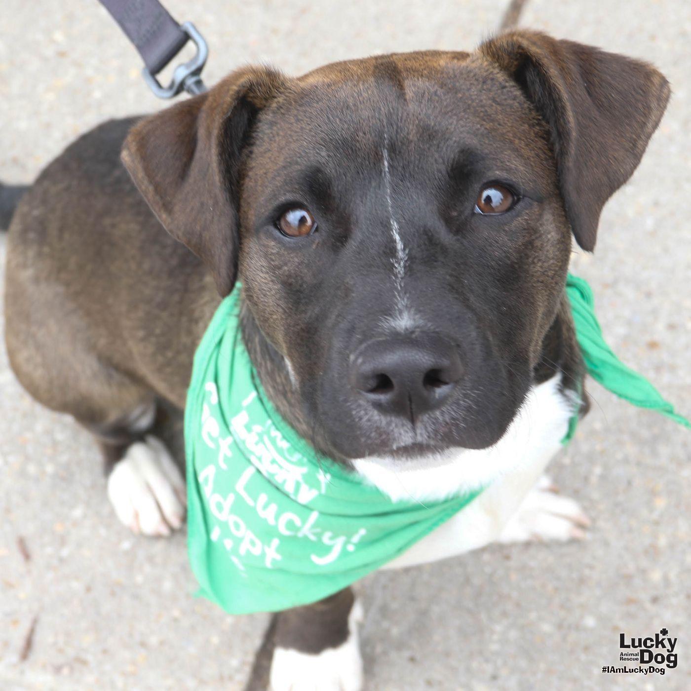 Enlarge Carter, a Adoptable Labrador Retriever in Washington, DC image 2/3