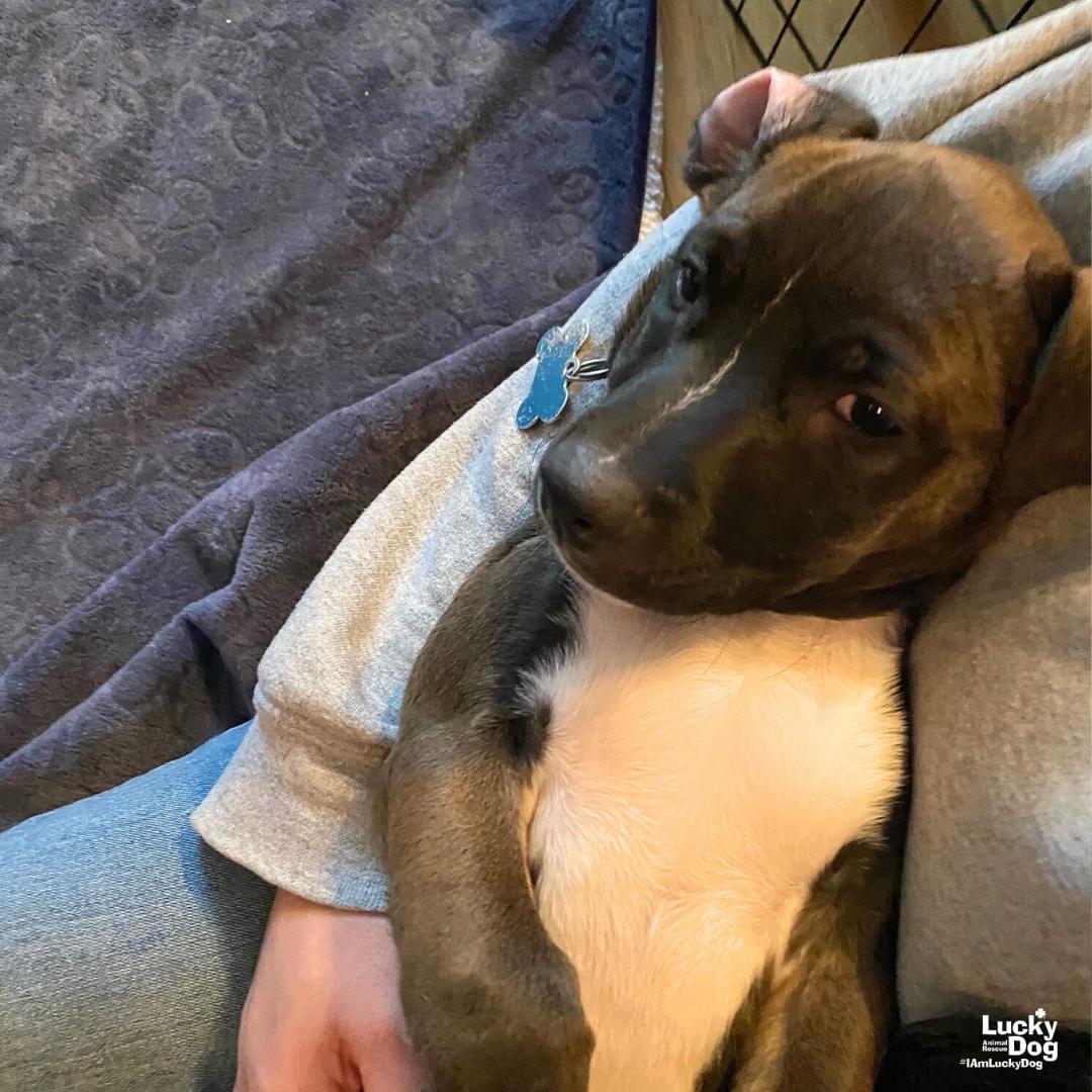 Enlarge Carter, a Adoptable Labrador Retriever in Washington, DC image 3/3