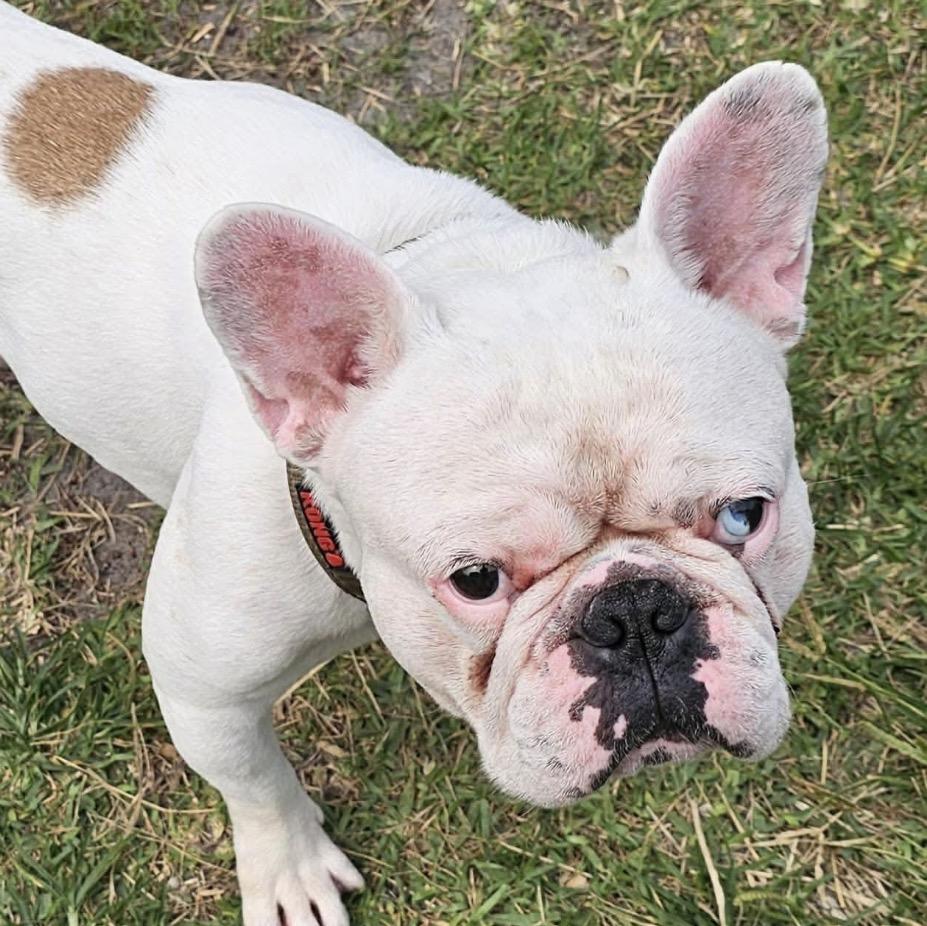 Enlarge Pork chop, a Adoptable French Bulldog in PALM BAY, FL image 1/1