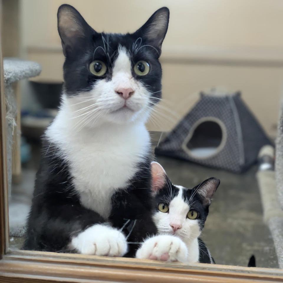 Enlarge Banks, a Adoptable Domestic Short Hair in Los Angeles, CA image 3/6