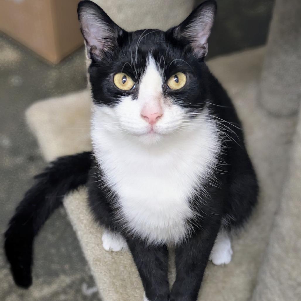 Enlarge Banks, a Adoptable Domestic Short Hair in Los Angeles, CA image 5/6