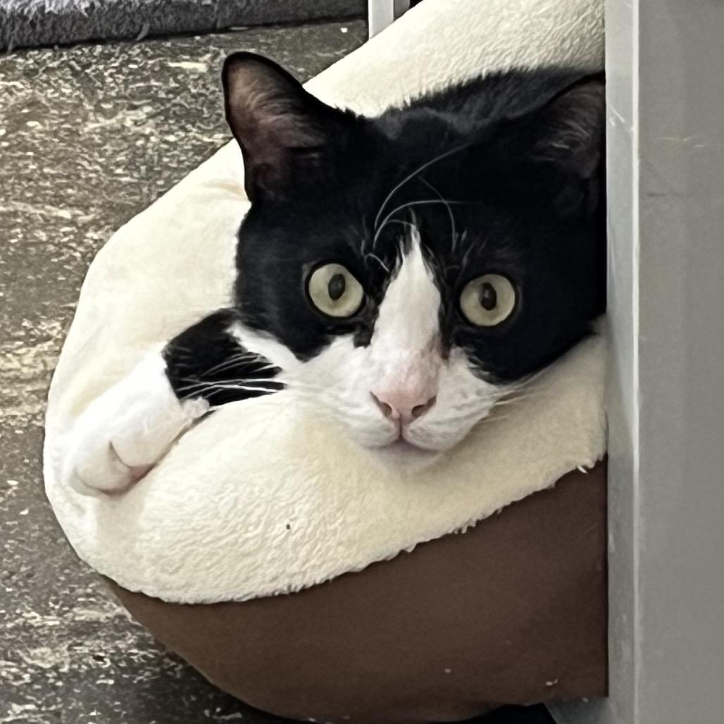 Enlarge Banks, a Adoptable Domestic Short Hair in Los Angeles, CA image 6/6