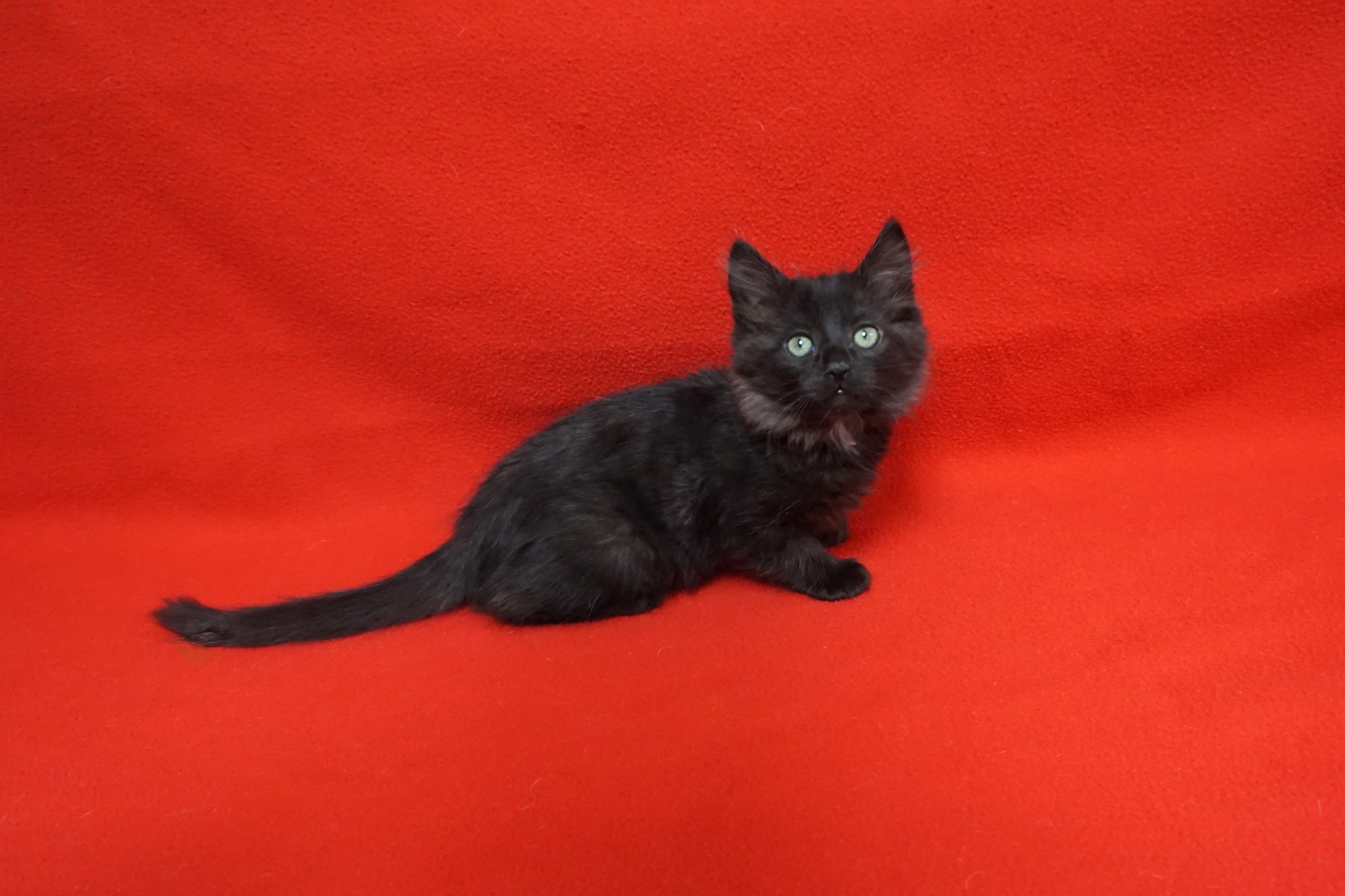 Cat for adoption Agnes Gee, a Domestic Medium Hair in Fountain Hills