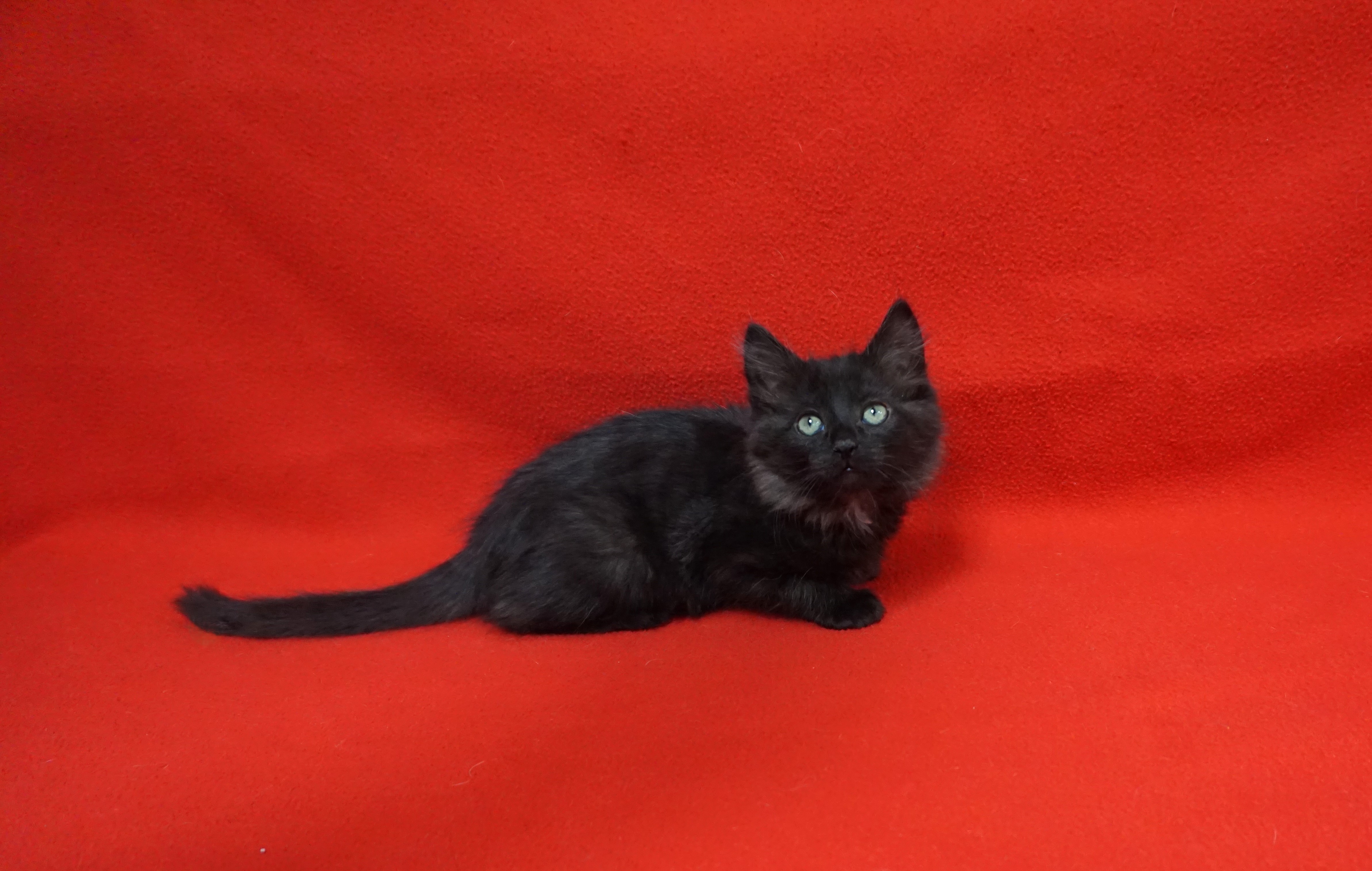 Cat for adoption Agnes Gee, a Domestic Medium Hair in Fountain Hills