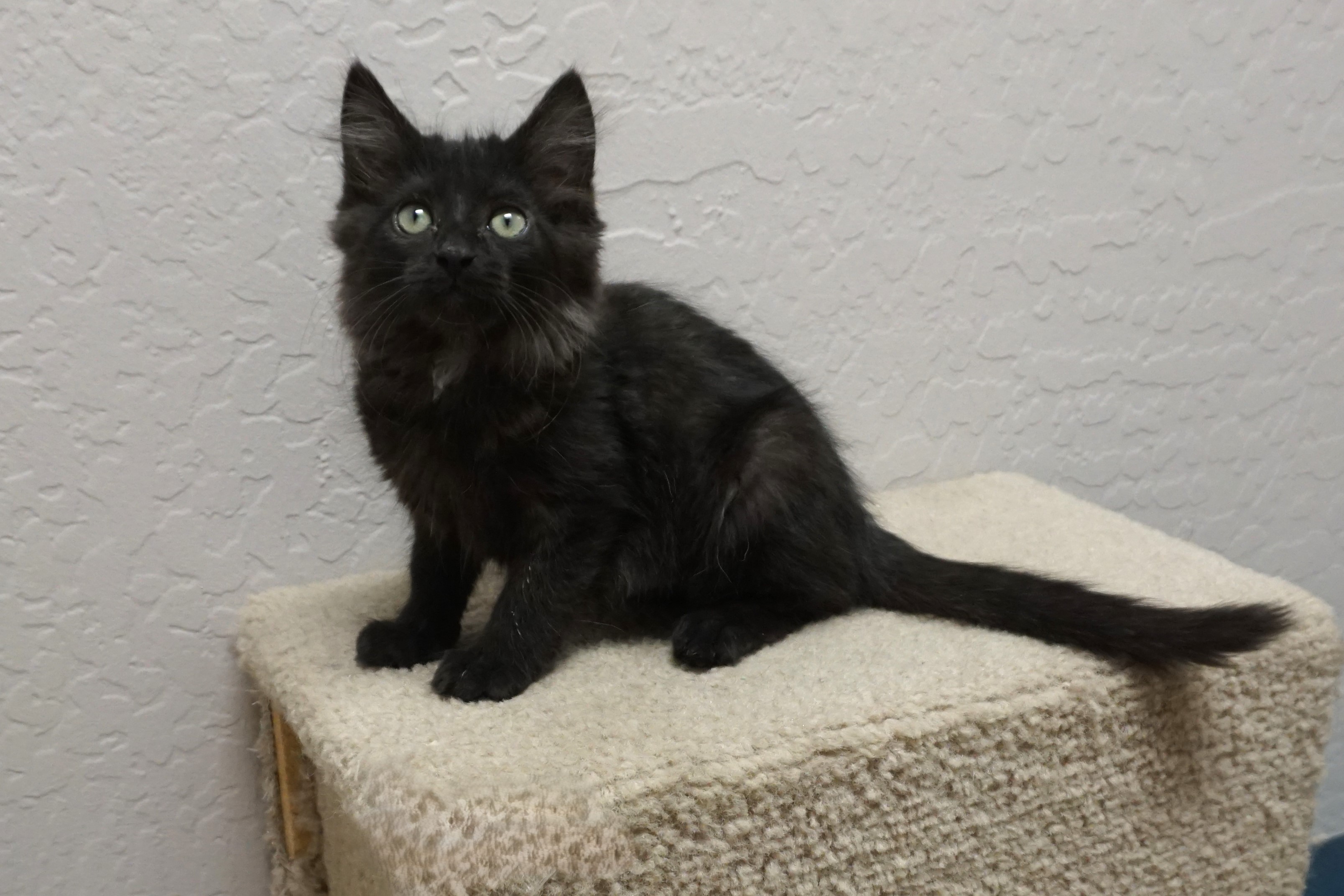 Cat for adoption Agnes Gee, a Domestic Medium Hair in Fountain Hills