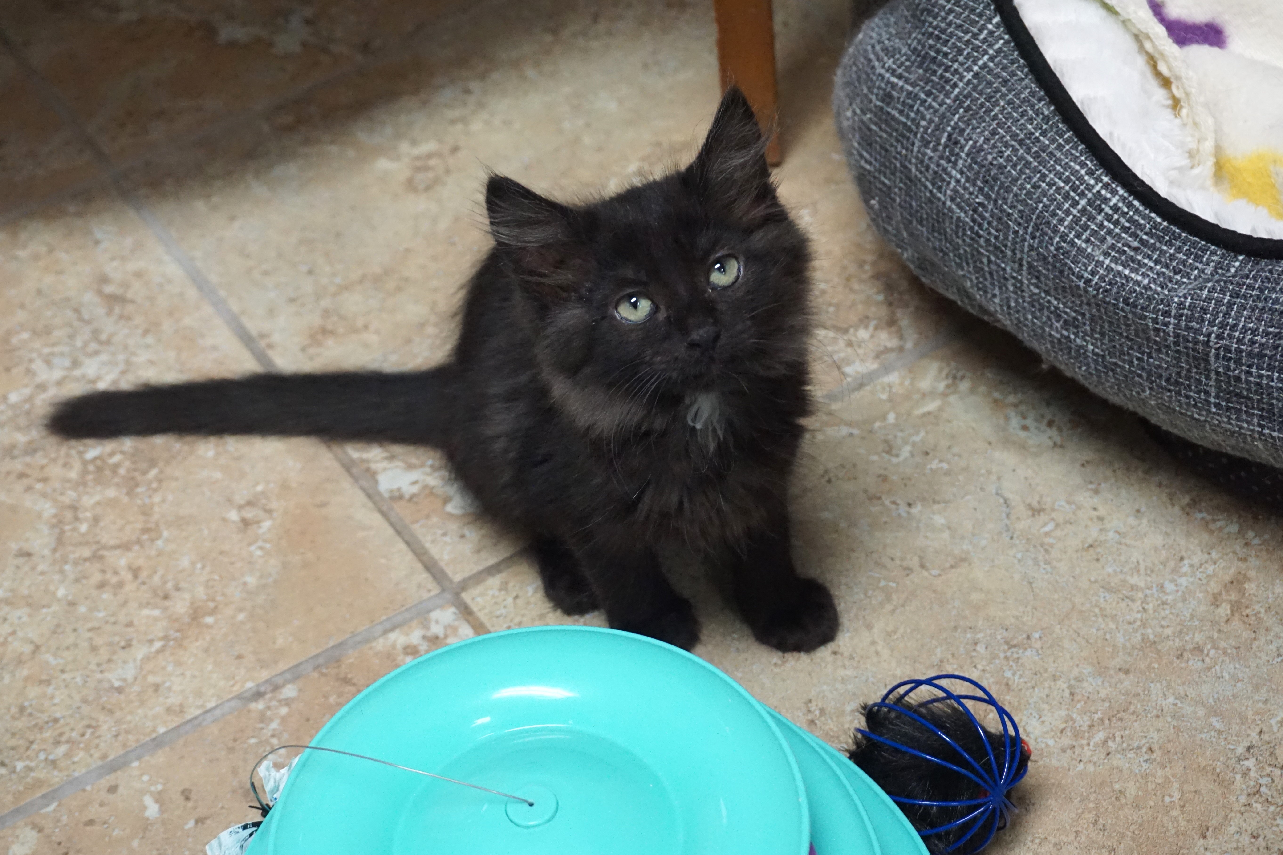Cat for adoption Agnes Gee, a Domestic Medium Hair in Fountain Hills
