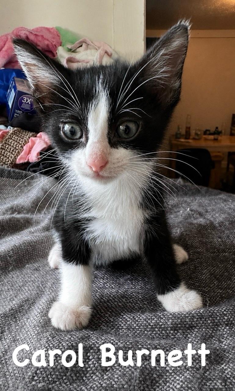 Carol Burnett, ADOPTABLE, Kitten Female Tuxedo & Domestic Short Hair.