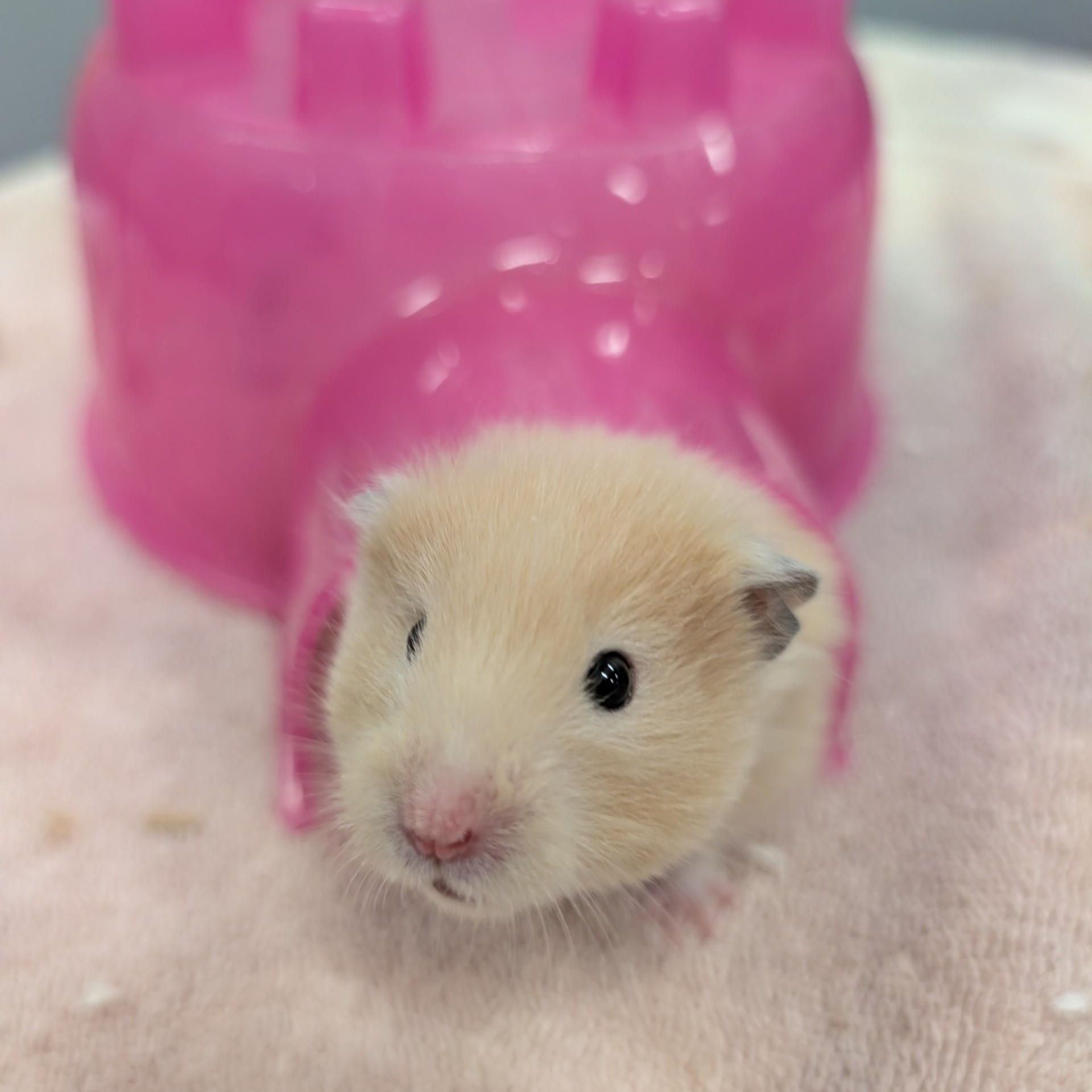 Shmeevus, a Adoptable Hamster in Onalaska, WI image 5/5