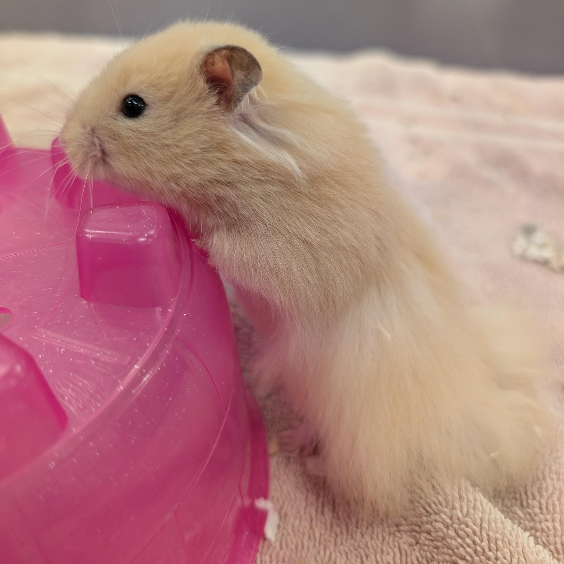 Shmeevus, a Adoptable Hamster in Onalaska, WI image 3/5
