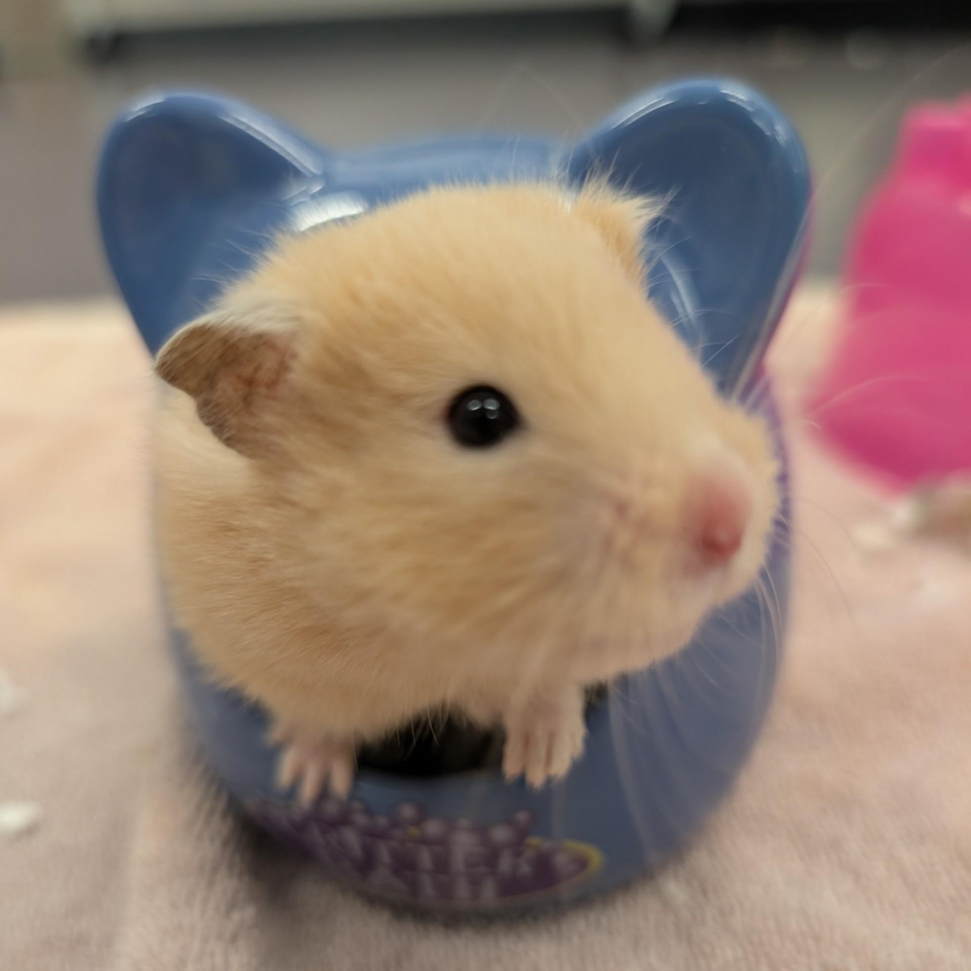 Shmeevus, Adoptable, Adult Male Hamster.