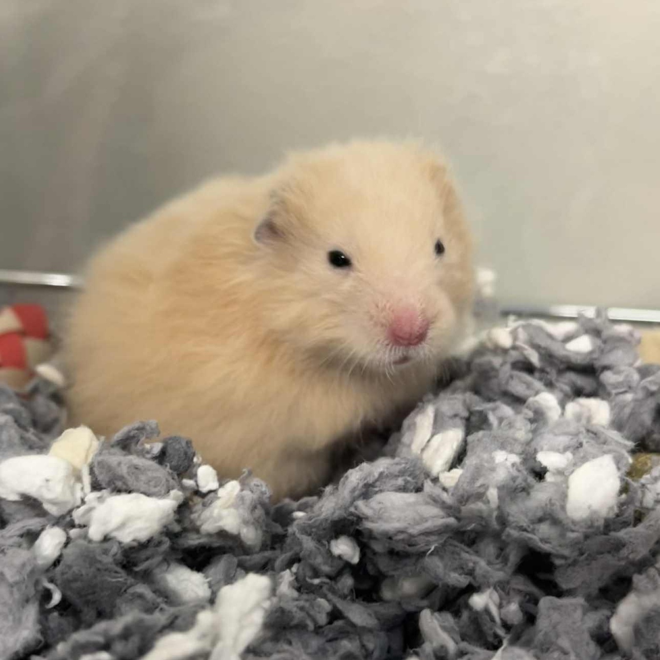 Shmeevus, Adoptable, Adult Male Hamster.