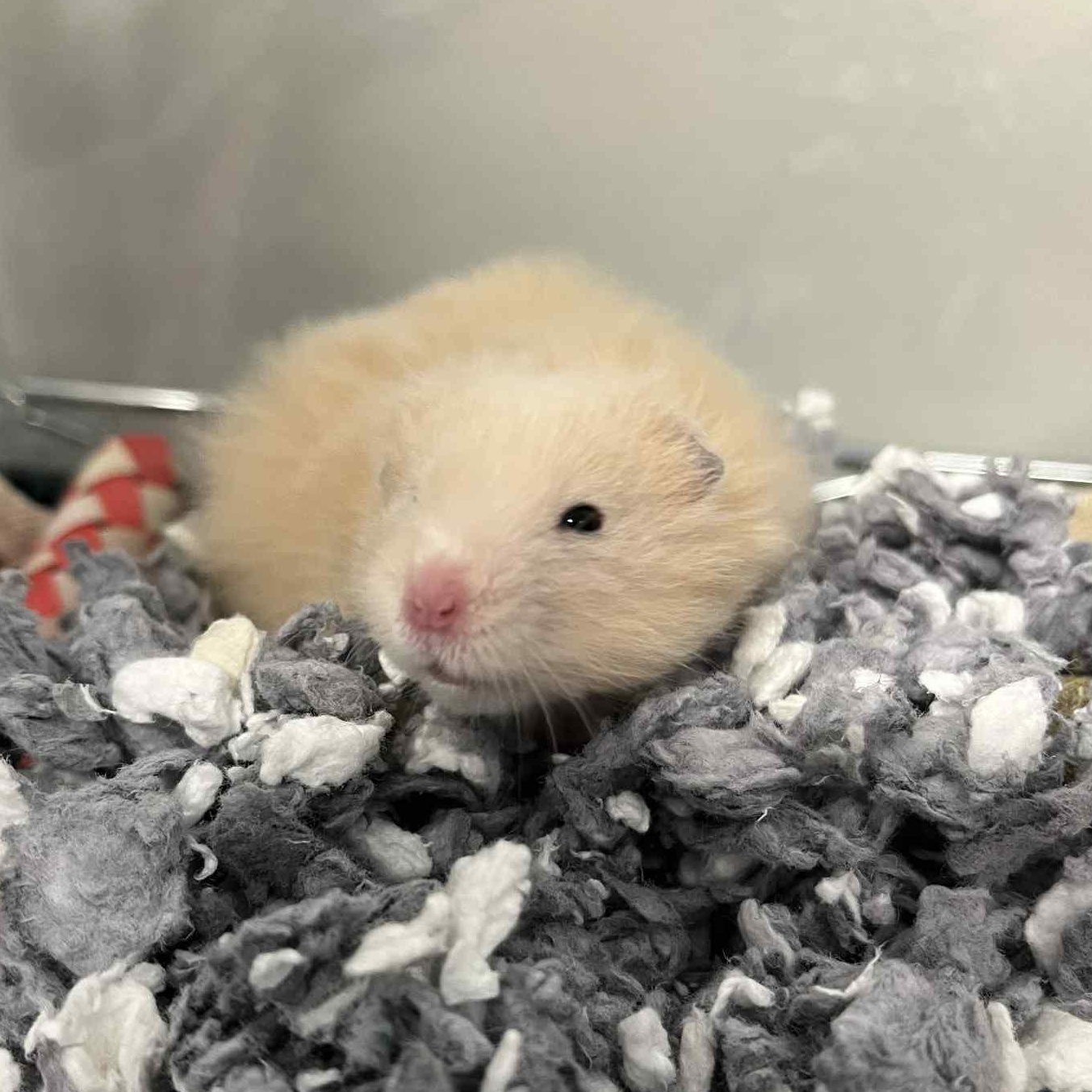 Shmeevus, a Adoptable Hamster in Onalaska, WI image 4/5