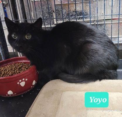 Yoyo-Sponsored, Adoptable, Adult Male Domestic Short Hair.