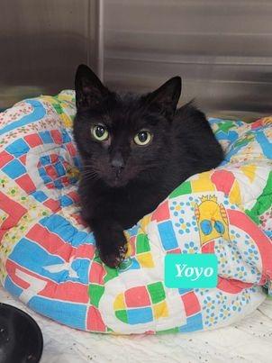 Yoyo-Sponsored, a Adoptable mixed breed in Richmond, IN image 1/3