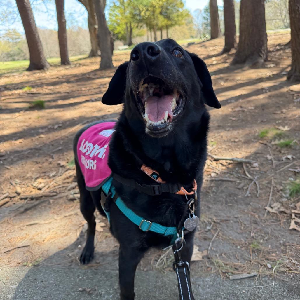 Enlarge Shadow, a Adoptable Black Labrador Retriever in Warwick, RI image 2/5