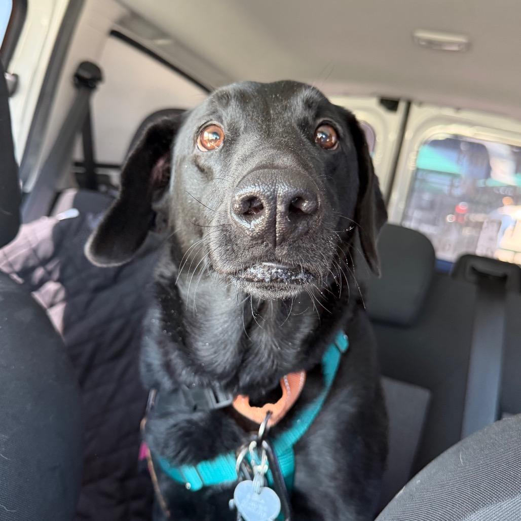 Enlarge Shadow, a Adoptable Black Labrador Retriever in Warwick, RI image 3/5