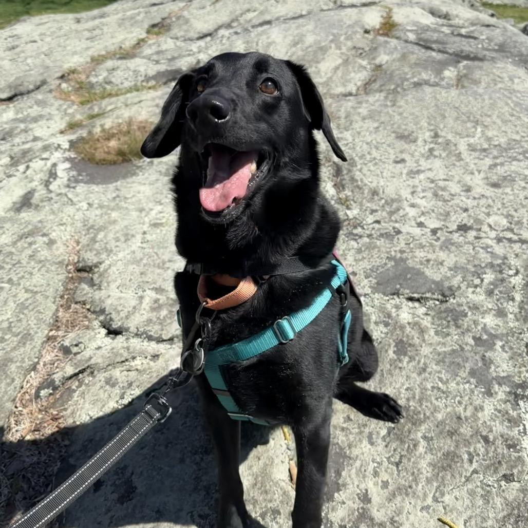 Enlarge Shadow, a Adoptable Black Labrador Retriever in Warwick, RI image 4/5
