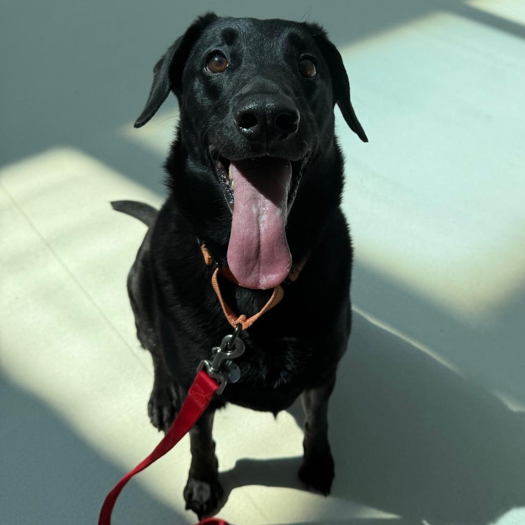 Enlarge Shadow, a Adoptable Black Labrador Retriever in Warwick, RI image 5/5