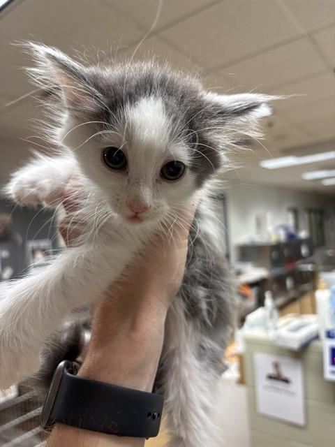 CRUMPET, Adoptable, Kitten Female Domestic Medium Hair.