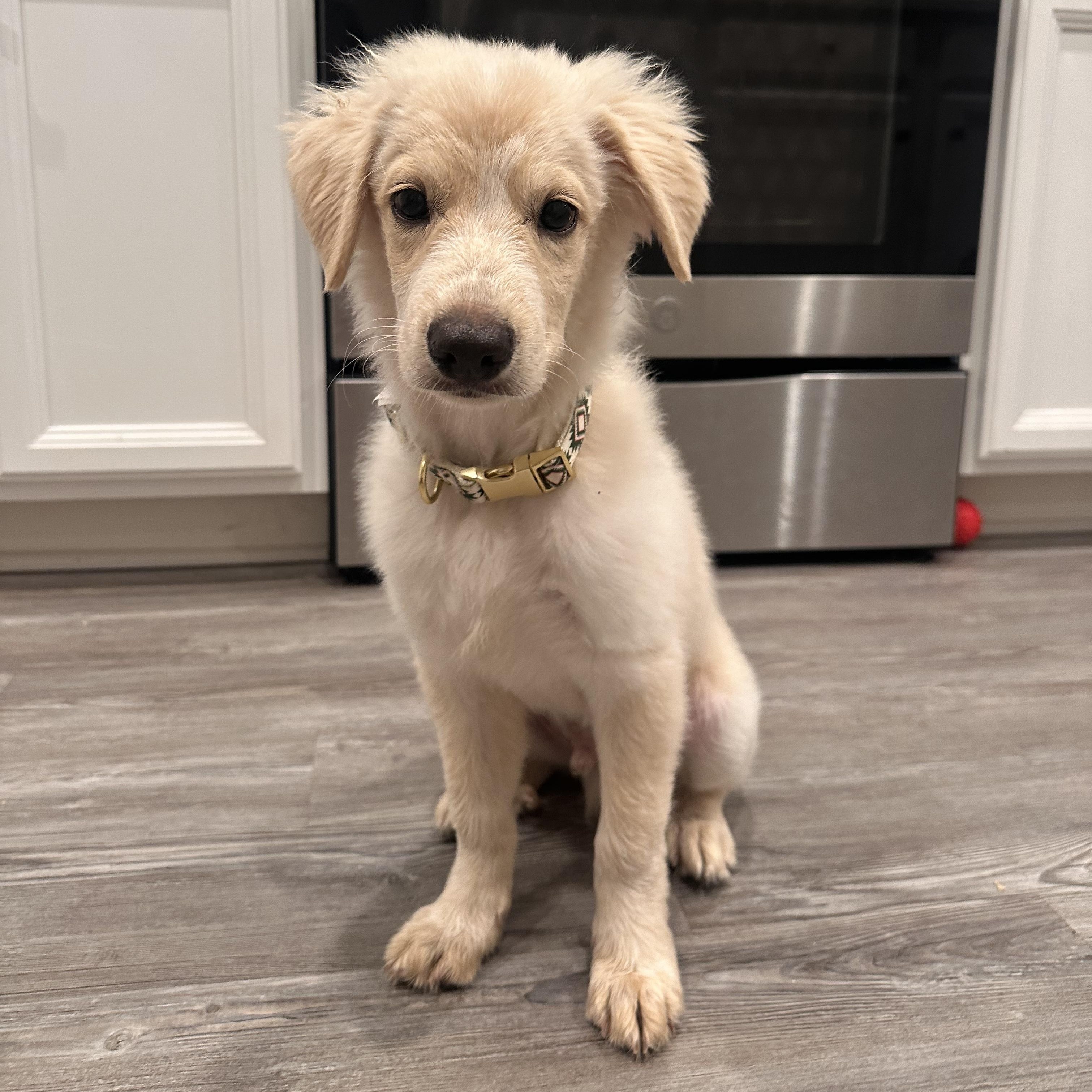 George, an adopted mixed breed in Columbia, MD image 3/5
