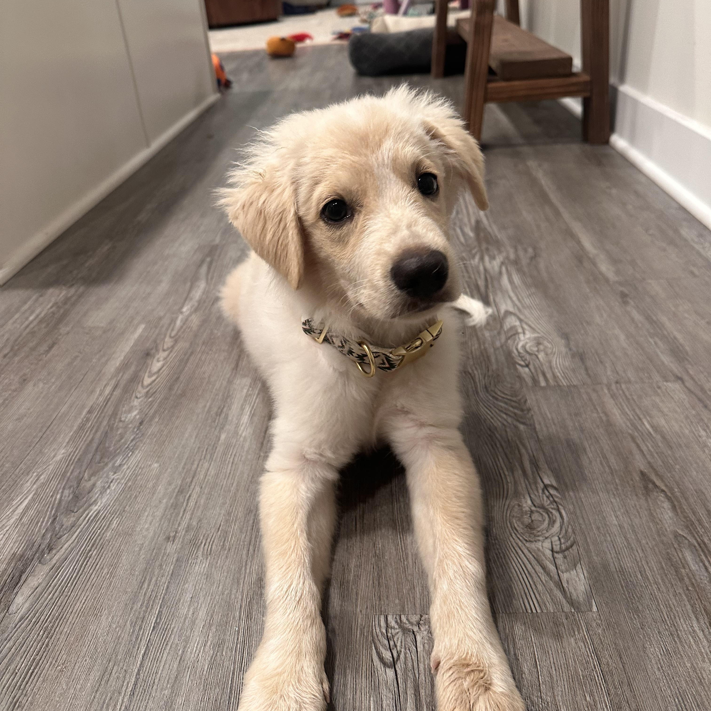 George, an adopted mixed breed in Columbia, MD image 2/5