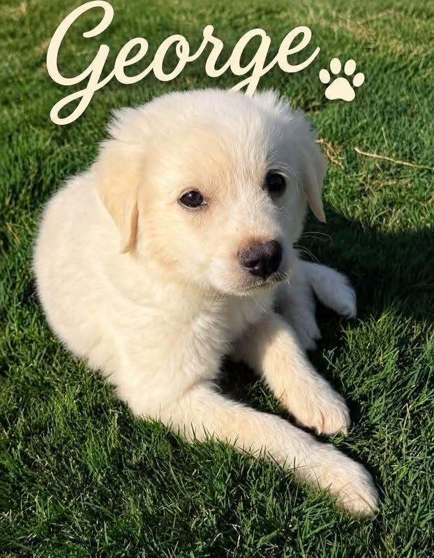 George, adopted, Puppy Male Great Pyrenees.