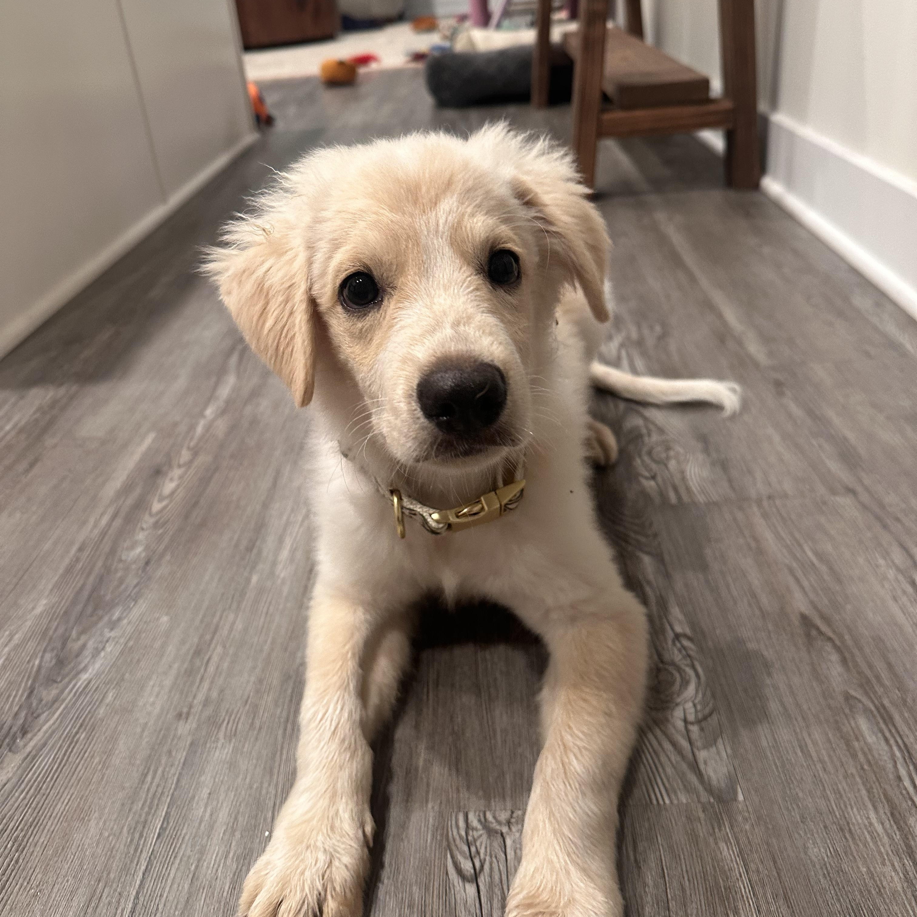 George, an adopted mixed breed in Columbia, MD image 4/5