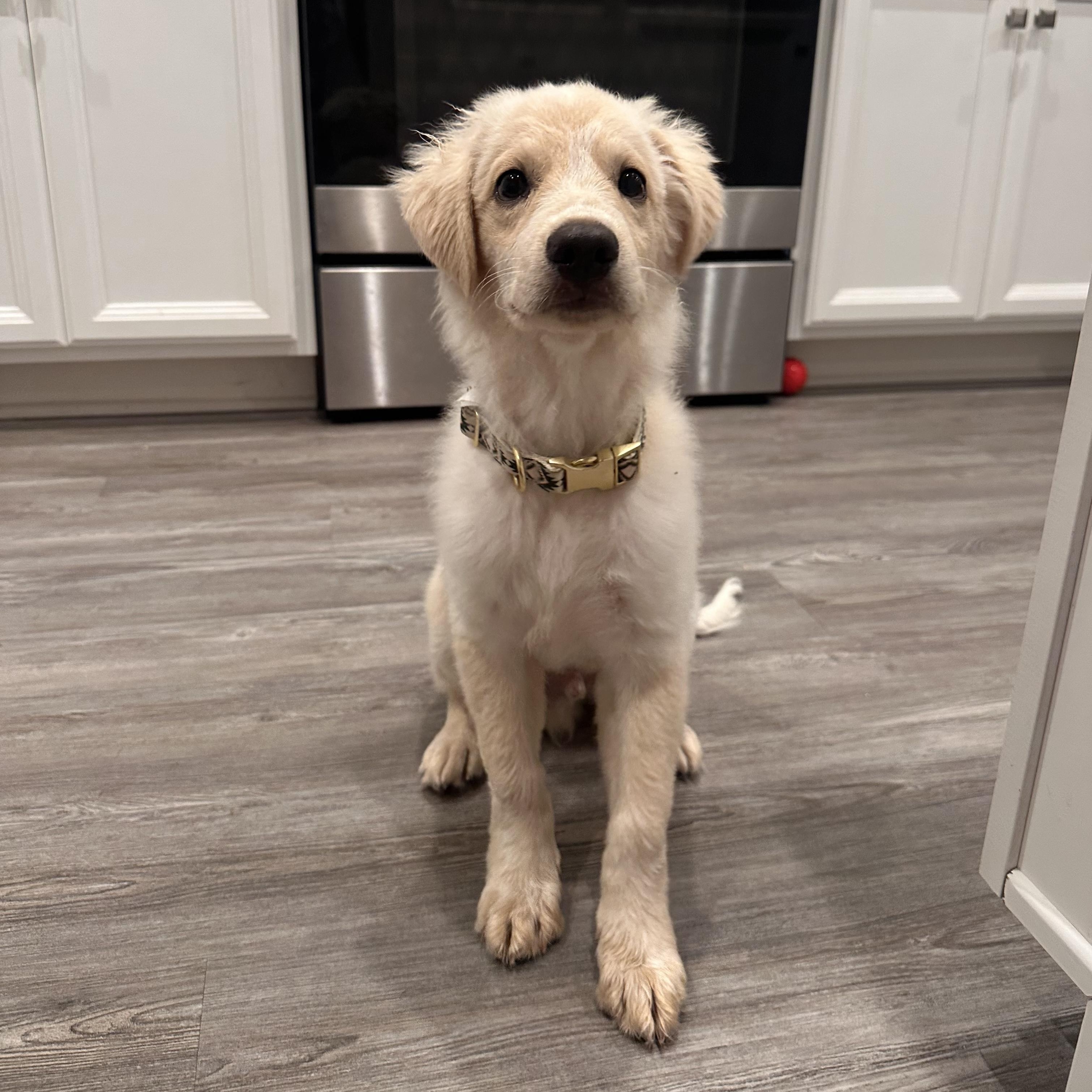 George, an adopted mixed breed in Columbia, MD image 5/5