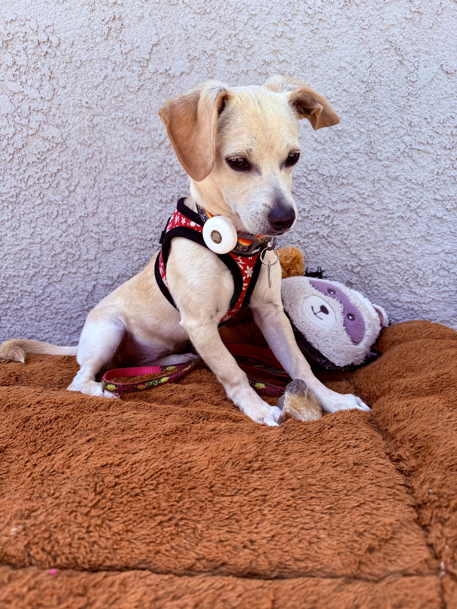 Trixie, a Adoptable mixed breed in Capistrano Beach, CA image 1/3