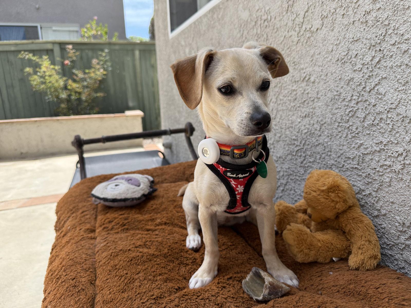 Trixie, a Adoptable mixed breed in Capistrano Beach, CA image 3/3