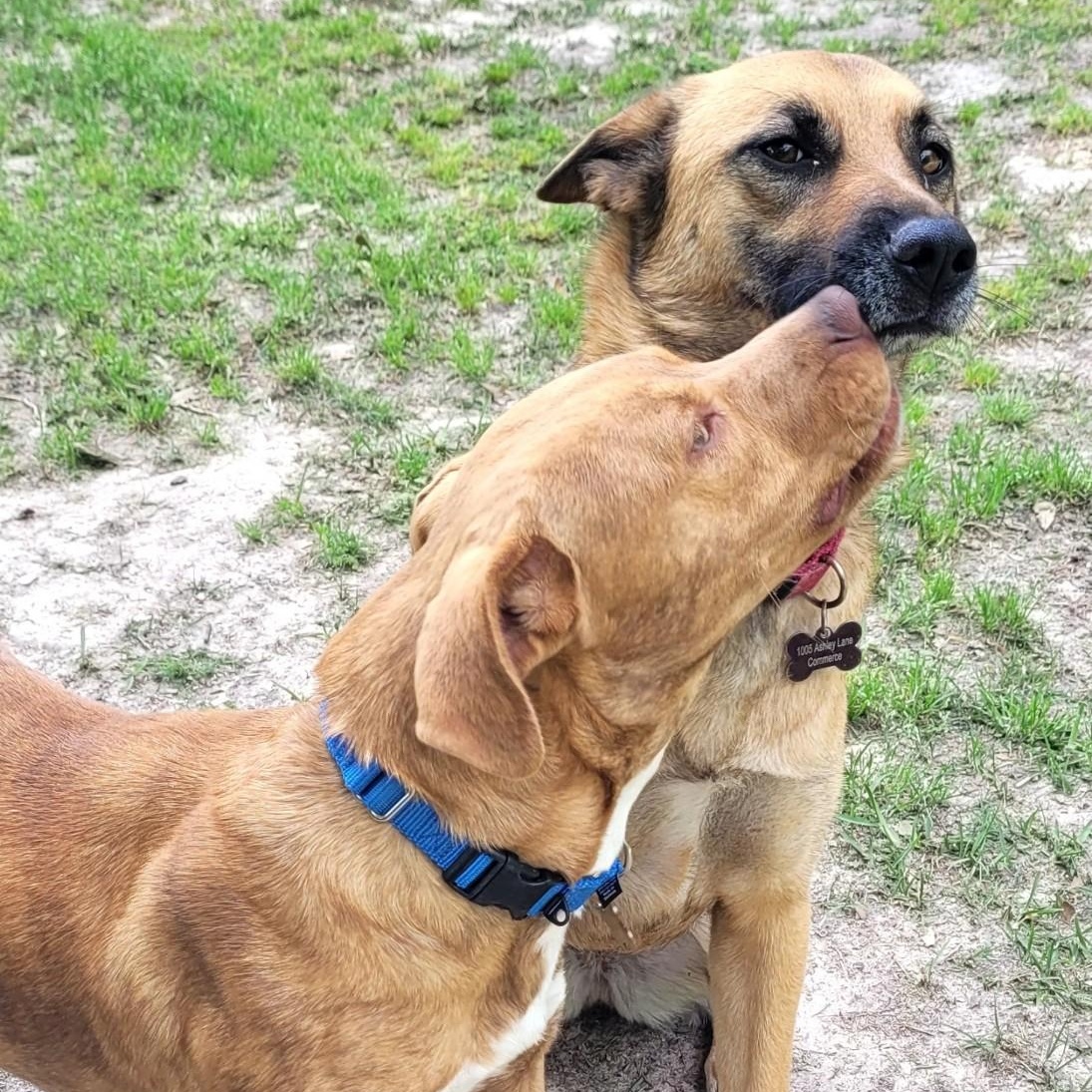 Enlarge Caramel, a ADOPTABLE mixed breed in Chatham, NJ image 3/5