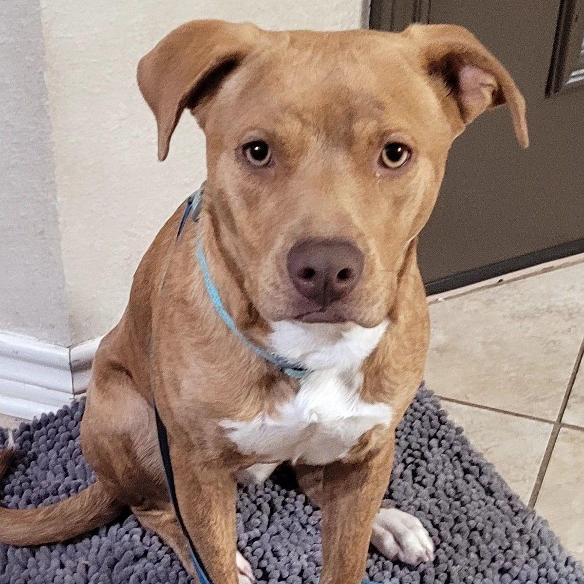Enlarge Caramel, a ADOPTABLE mixed breed in Chatham, NJ image 4/5