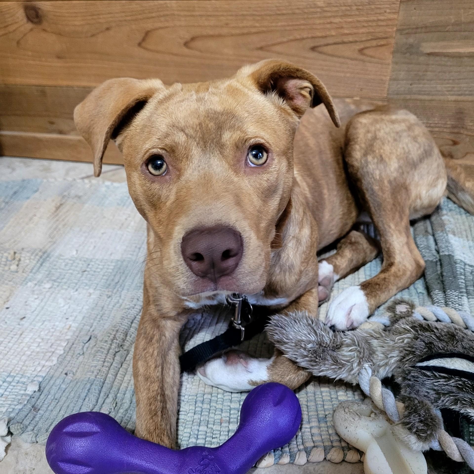 Enlarge Caramel, a ADOPTABLE mixed breed in Chatham, NJ image 1/5