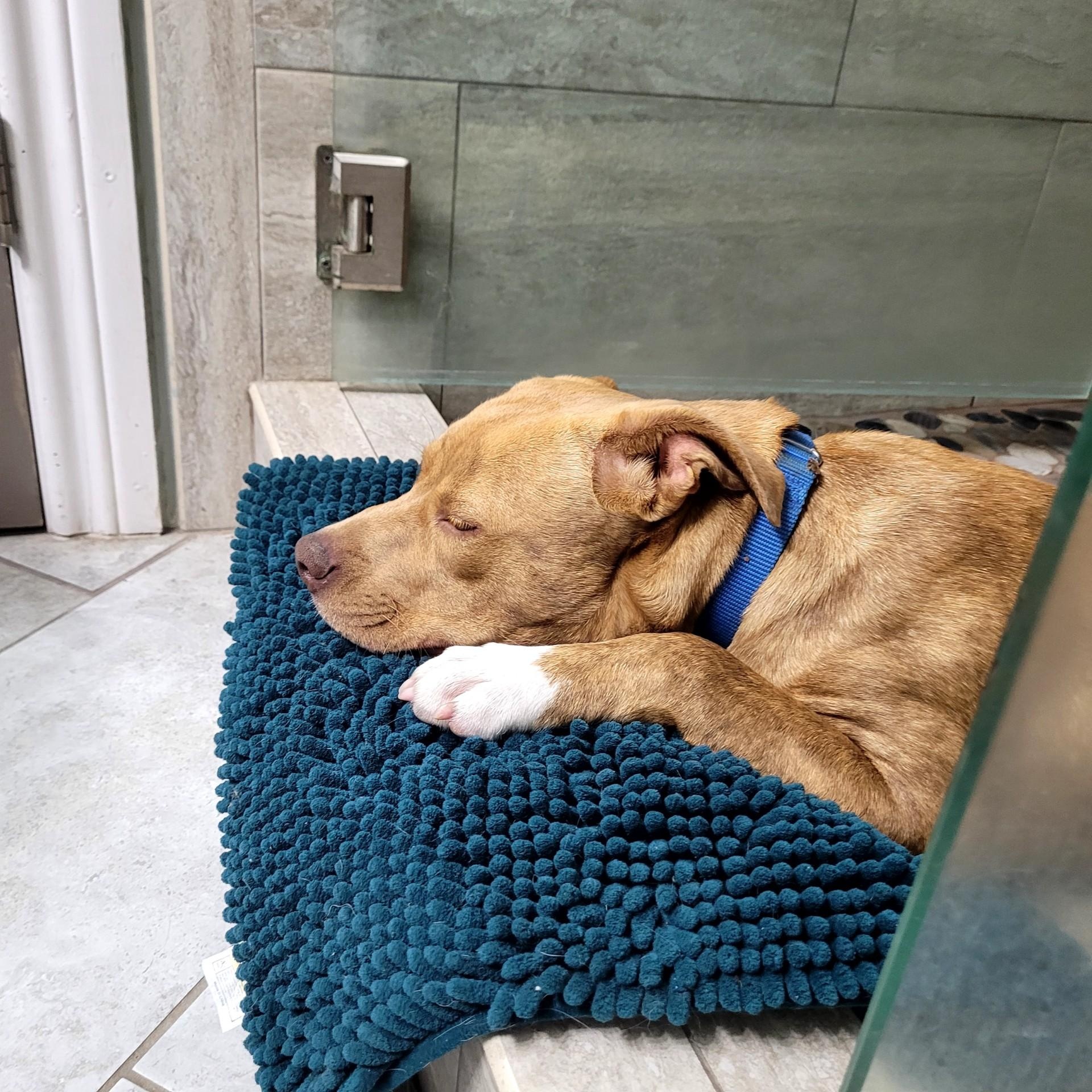 Enlarge Caramel, a ADOPTABLE mixed breed in Chatham, NJ image 2/5