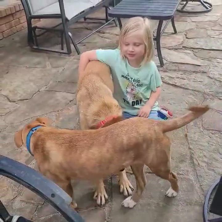 Enlarge Caramel, a ADOPTABLE mixed breed in Chatham, NJ video 5/5