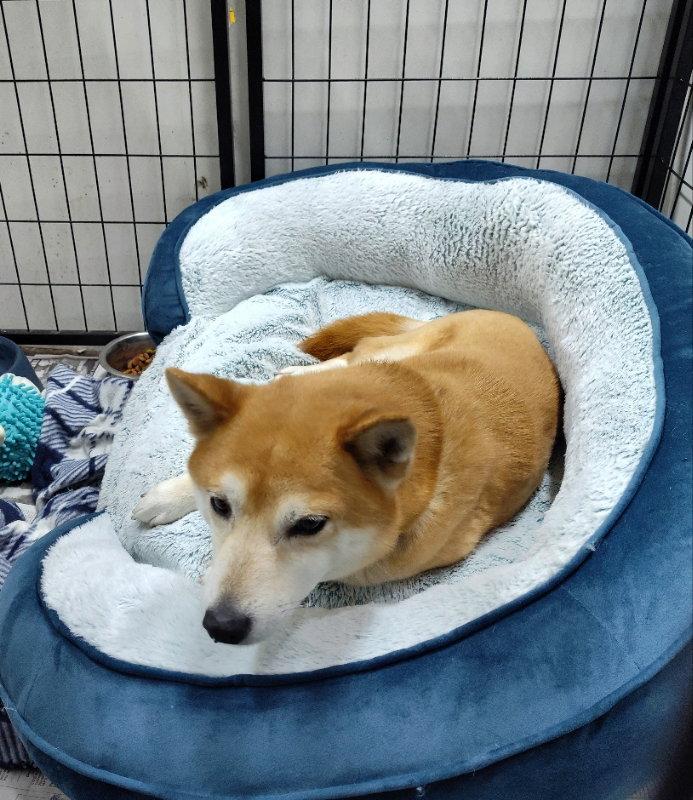 Vanity, Adopted, Adult Female Shiba Inu.