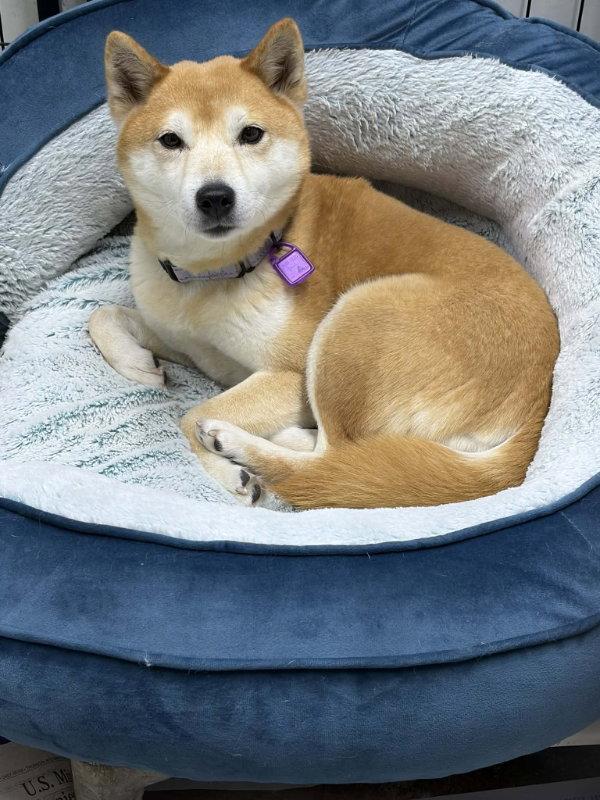 Vanity, a Adopted Shiba Inu in Mukwonago, WI image 2/3
