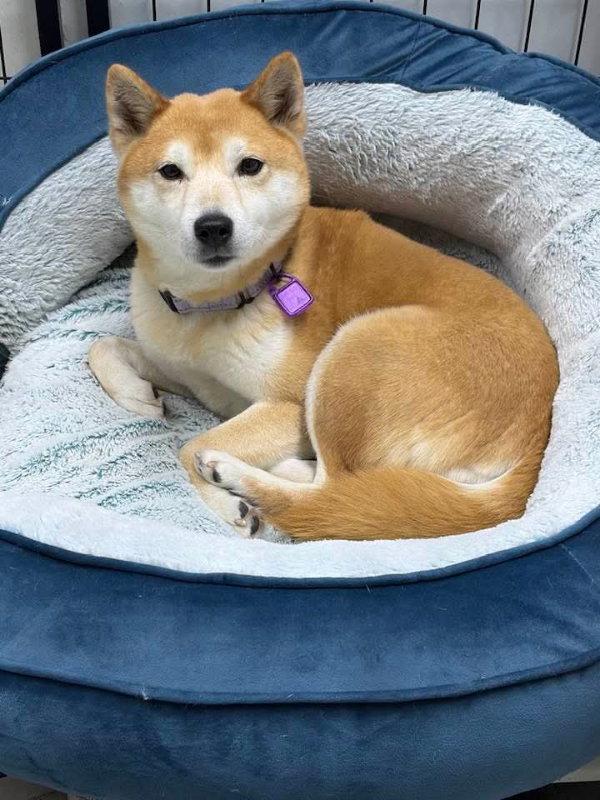 Vanity, a Adopted Shiba Inu in Mukwonago, WI image 3/3