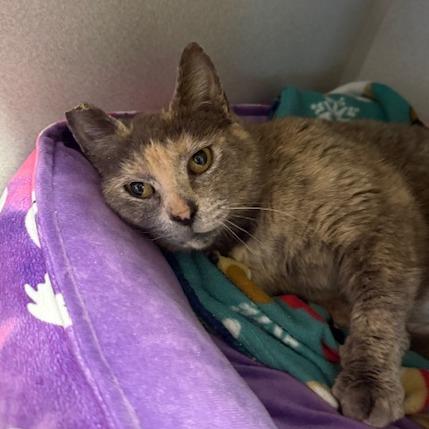 Corinne Bailey Rae, Adoptable, Adult Female Domestic Short Hair.