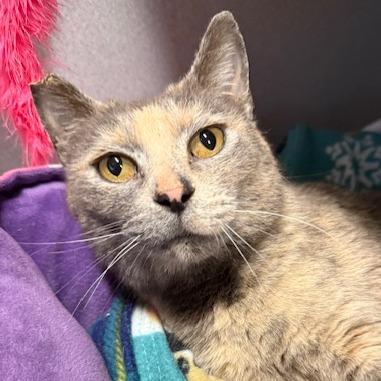 Enlarge Corinne Bailey Rae, a Adoptable Domestic Short Hair in Washougal, WA image 2/4