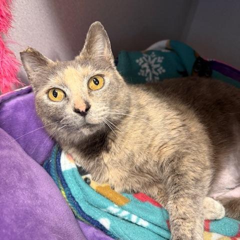Enlarge Corinne Bailey Rae, a Adoptable Domestic Short Hair in Washougal, WA image 3/4