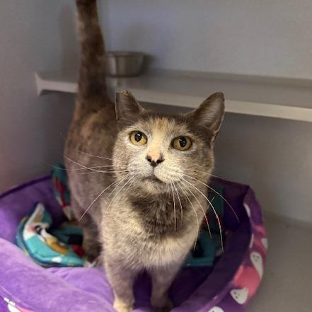 Enlarge Corinne Bailey Rae, a Adoptable Domestic Short Hair in Washougal, WA image 4/4