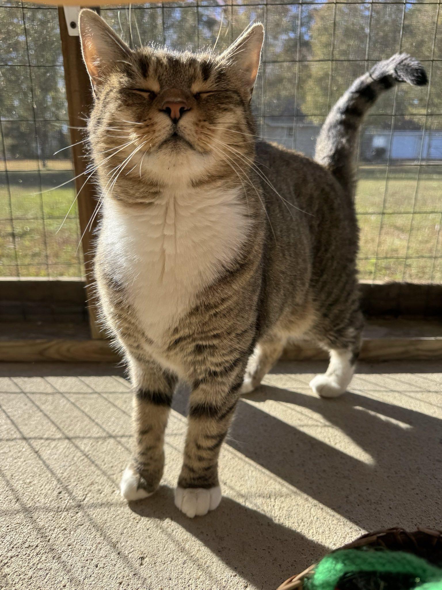 Enlarge Paisley, a Adoptable Domestic Short Hair in Suffolk, VA image 1/1