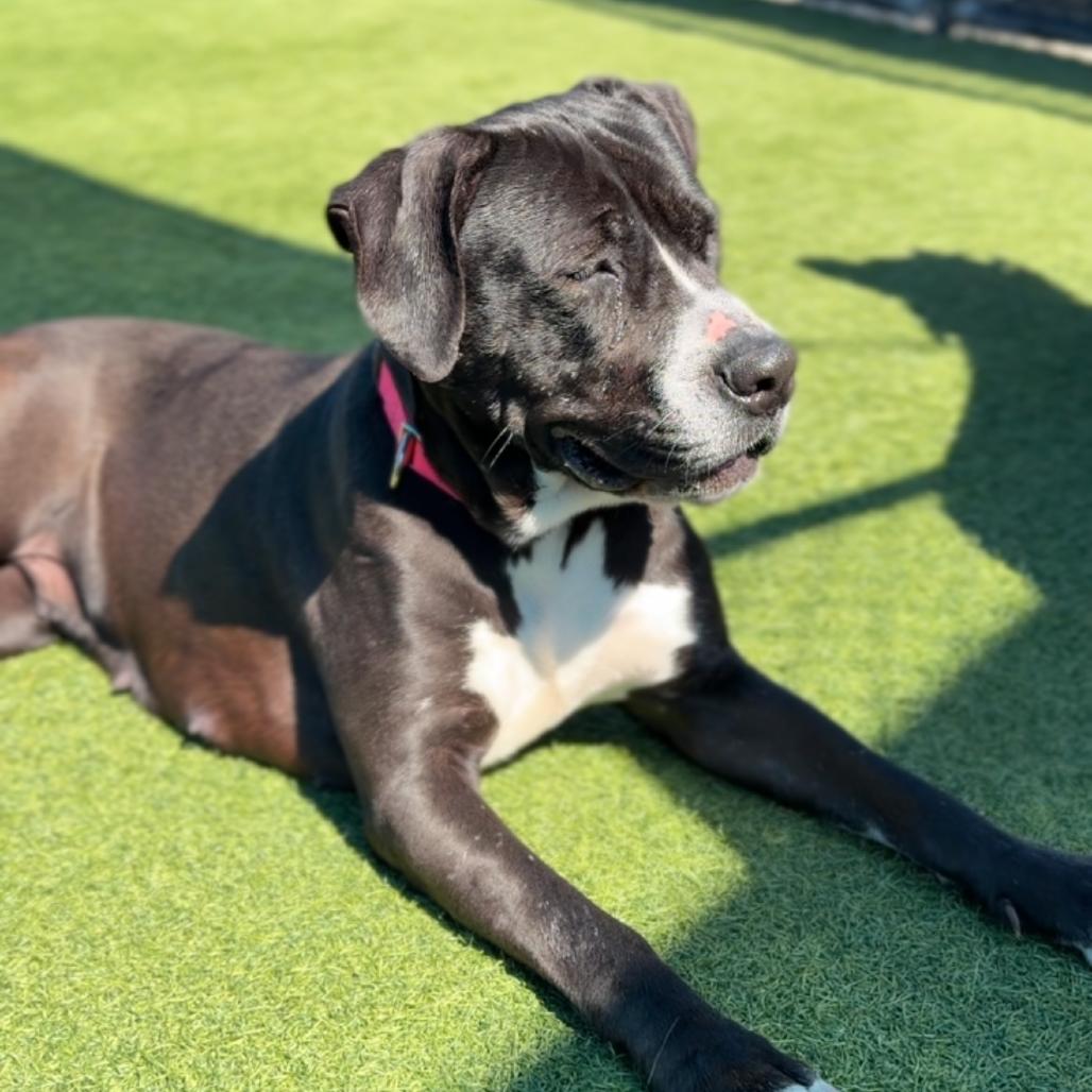 Enlarge Macy A2255772, a Adoptable Pit Bull Terrier in Mission Hills, CA image 1/6