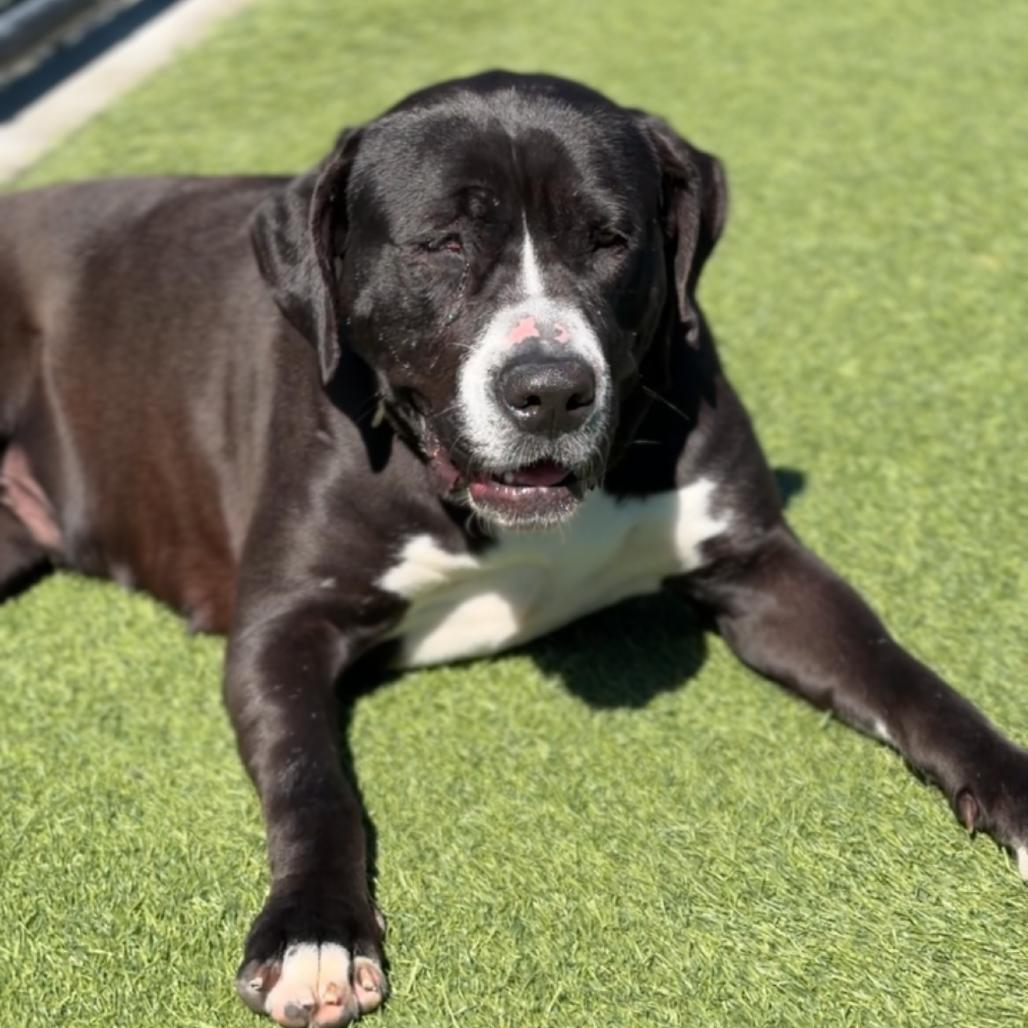 Enlarge Macy A2255772, a Adoptable Pit Bull Terrier in Mission Hills, CA image 2/6