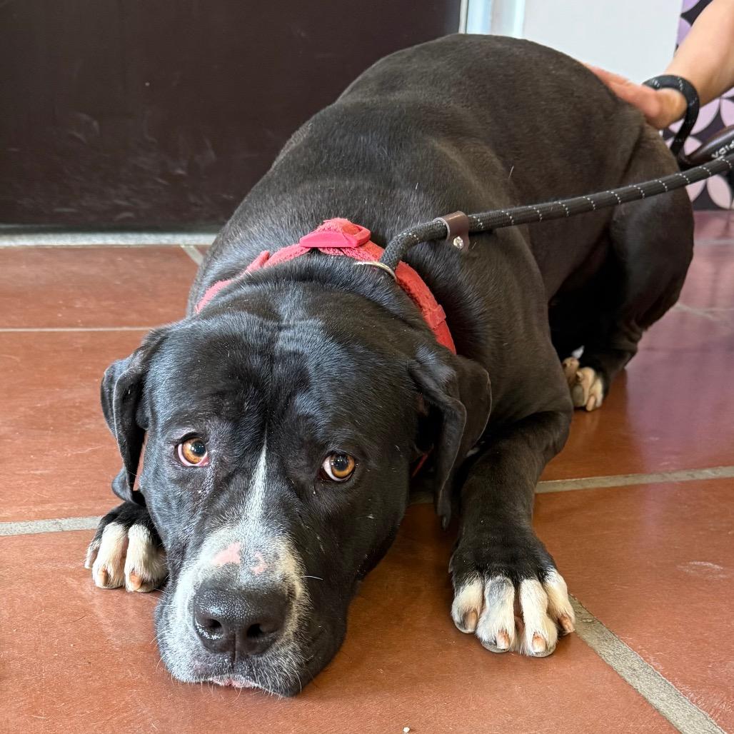 Enlarge Macy A2255772, a Adoptable Pit Bull Terrier in Mission Hills, CA image 3/6