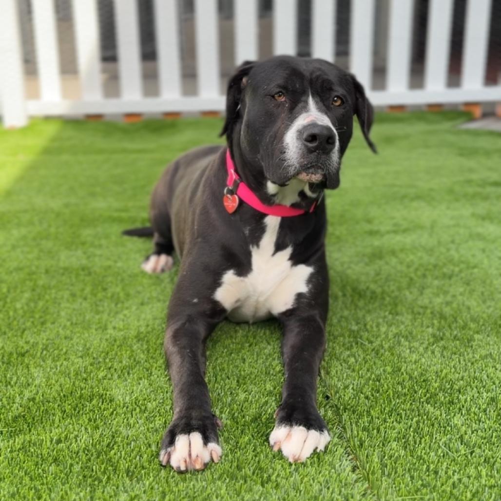 Enlarge Macy A2255772, a Adoptable Pit Bull Terrier in Mission Hills, CA image 4/6