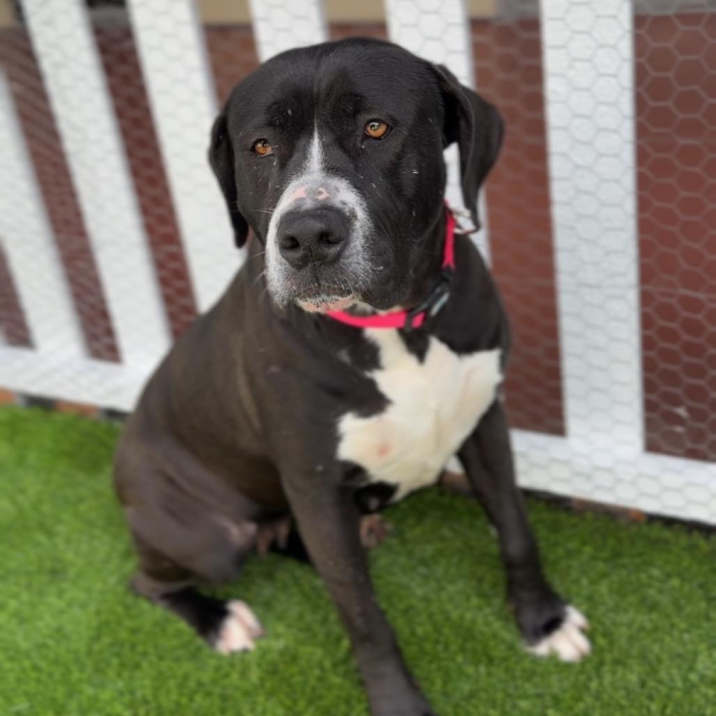 Enlarge Macy A2255772, a Adoptable Pit Bull Terrier in Mission Hills, CA image 5/6