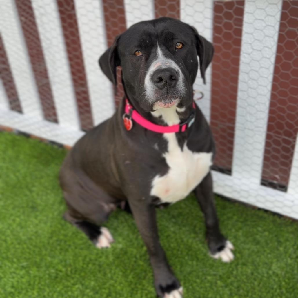 Enlarge Macy A2255772, a Adoptable Pit Bull Terrier in Mission Hills, CA image 6/6